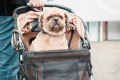 Hospiz-Sommerfest_20250629_Leuchtfeuer-Hamburg_c-6_web