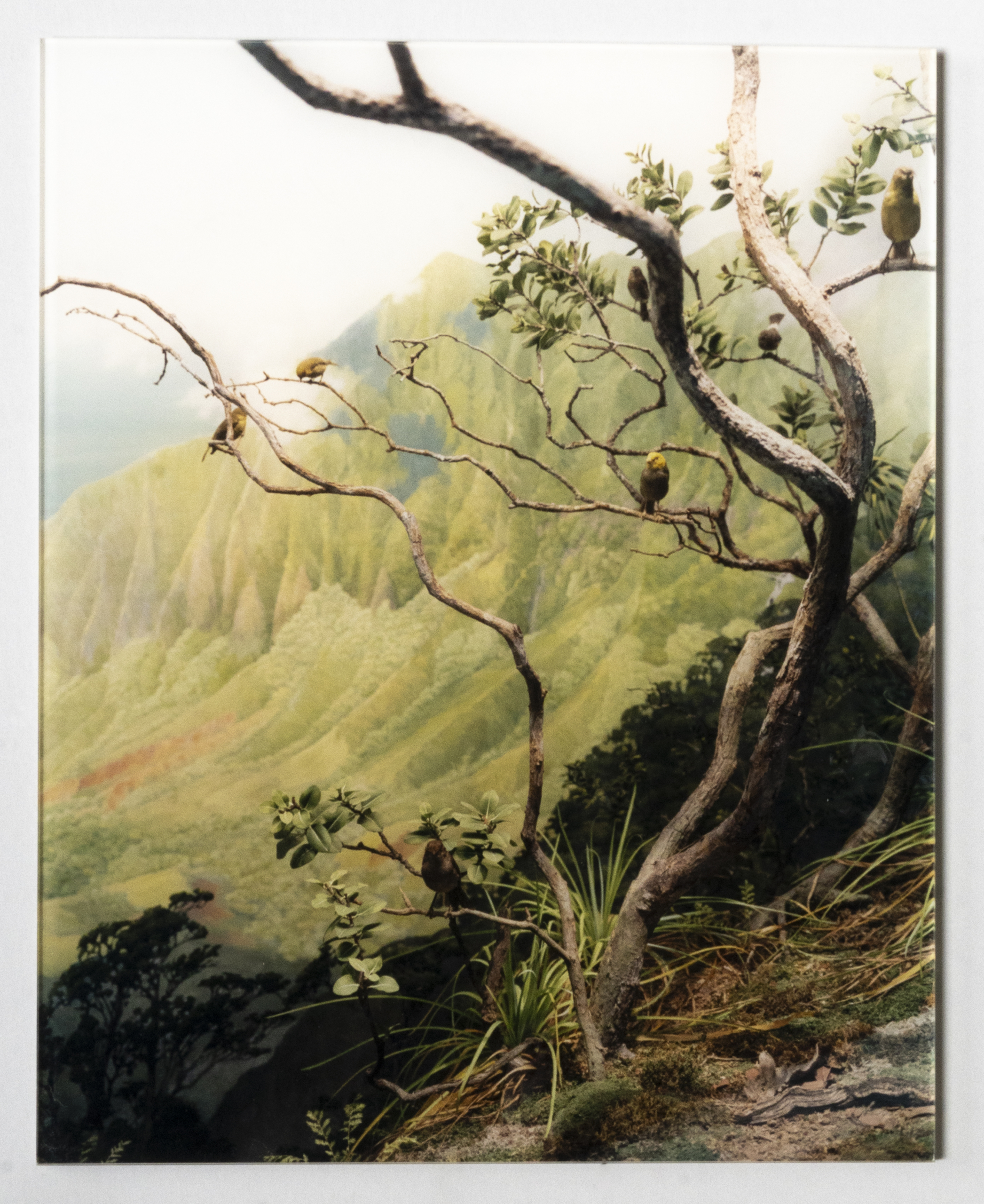 Brass, Sonja - Wish you were here, 1998 Brass, Sonja - Wish you were here, 1998